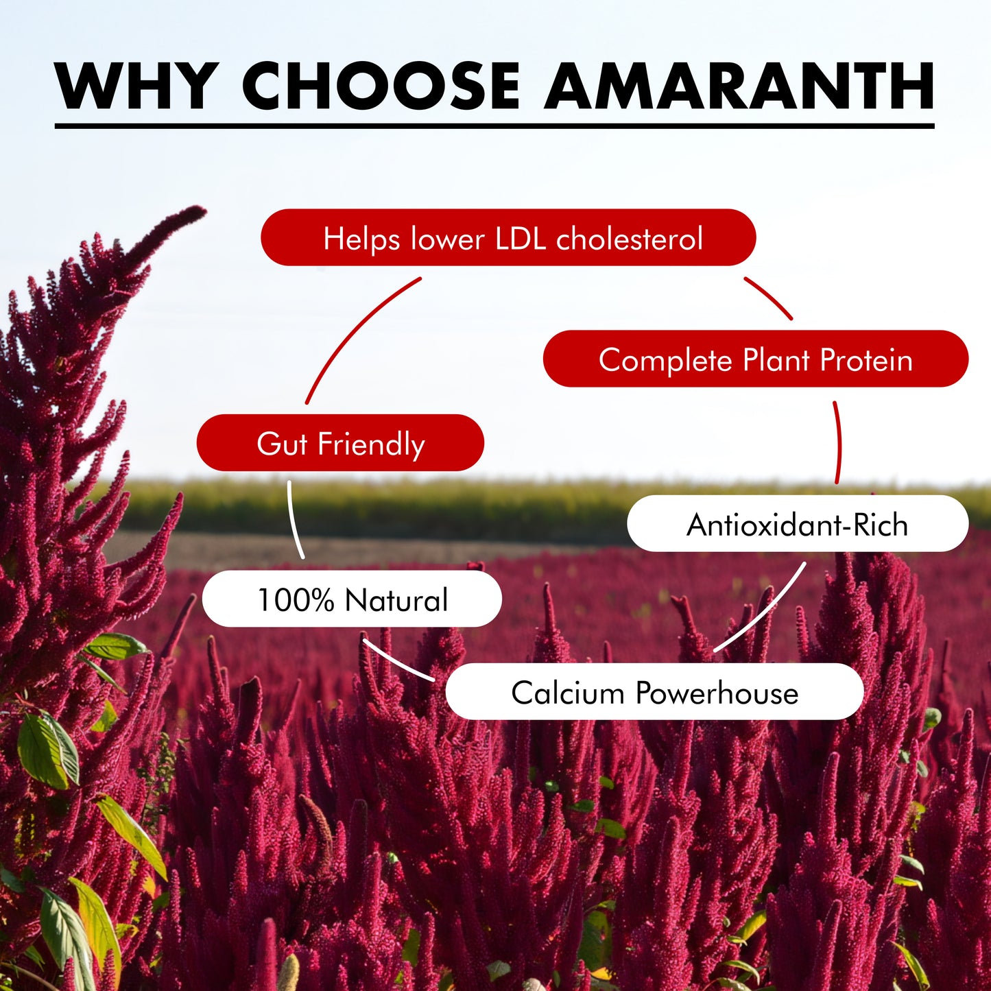 Amarancho Amaranth flour in pouch 400 gr